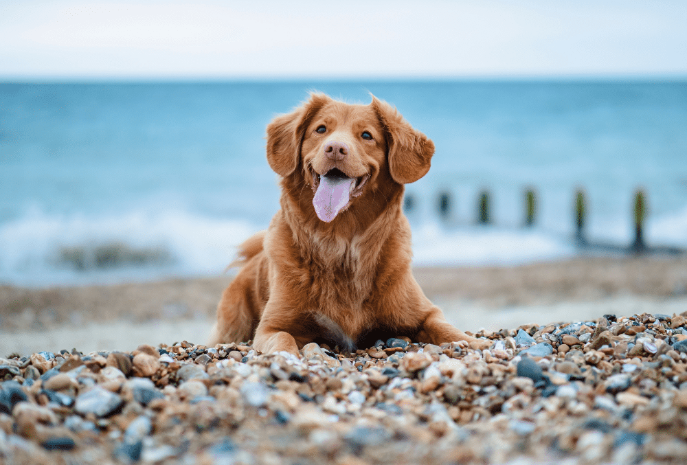 5 Tips to Keep Your Dog Safe This Summer