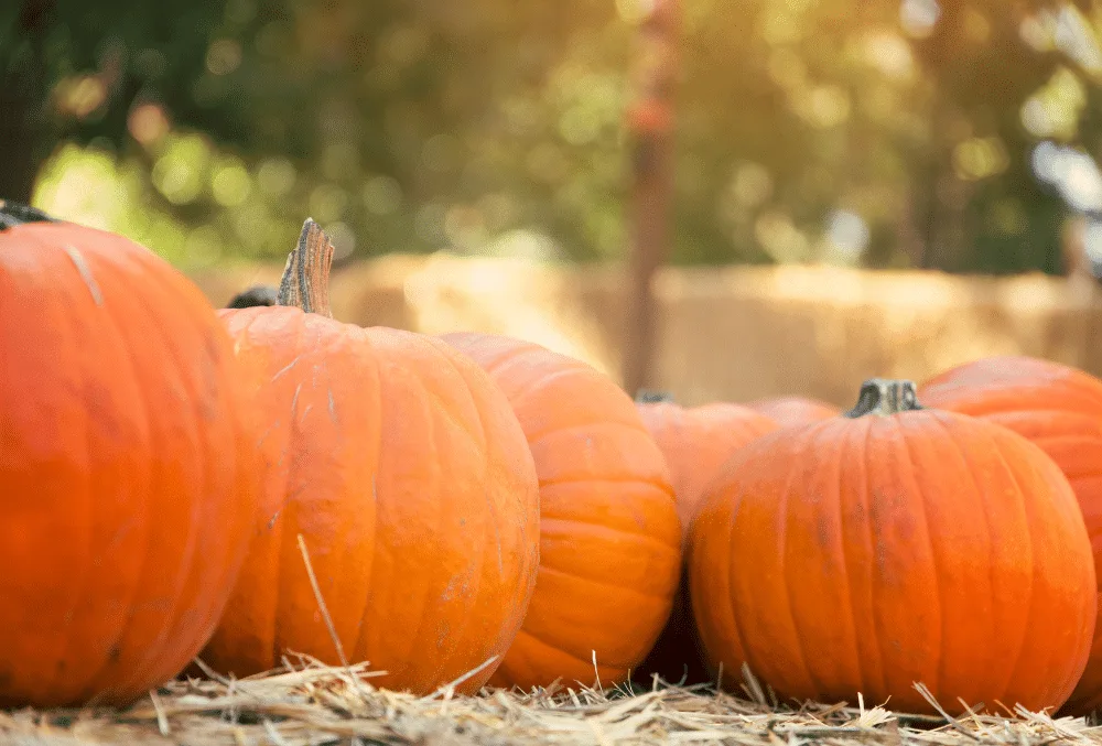 Top 10 Upcoming Fall Events In Niagara