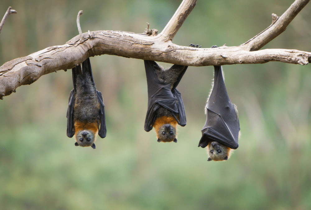 Does My Homeowner’s Insurance Policy Cover Bat Infestation?