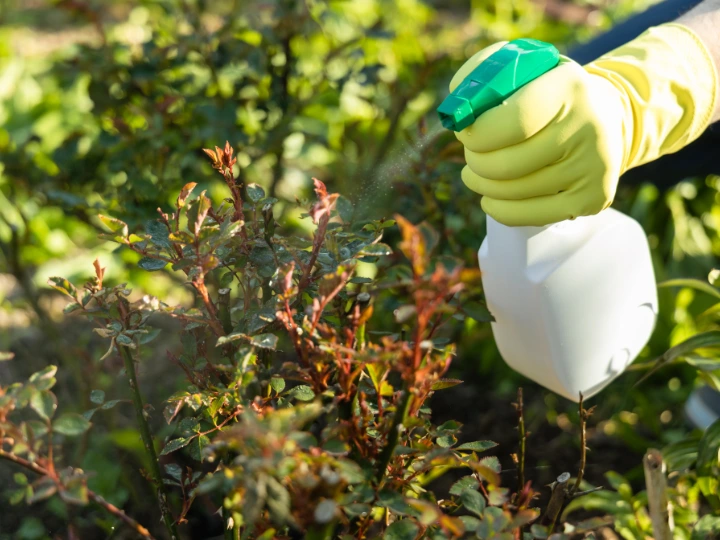 Spring Pest Infestations: Does Your Home Insurance Cover the Damage?