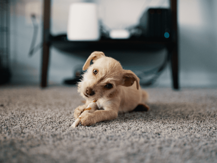 Your First Pet at Home: How to Prepare and Protect Your Space